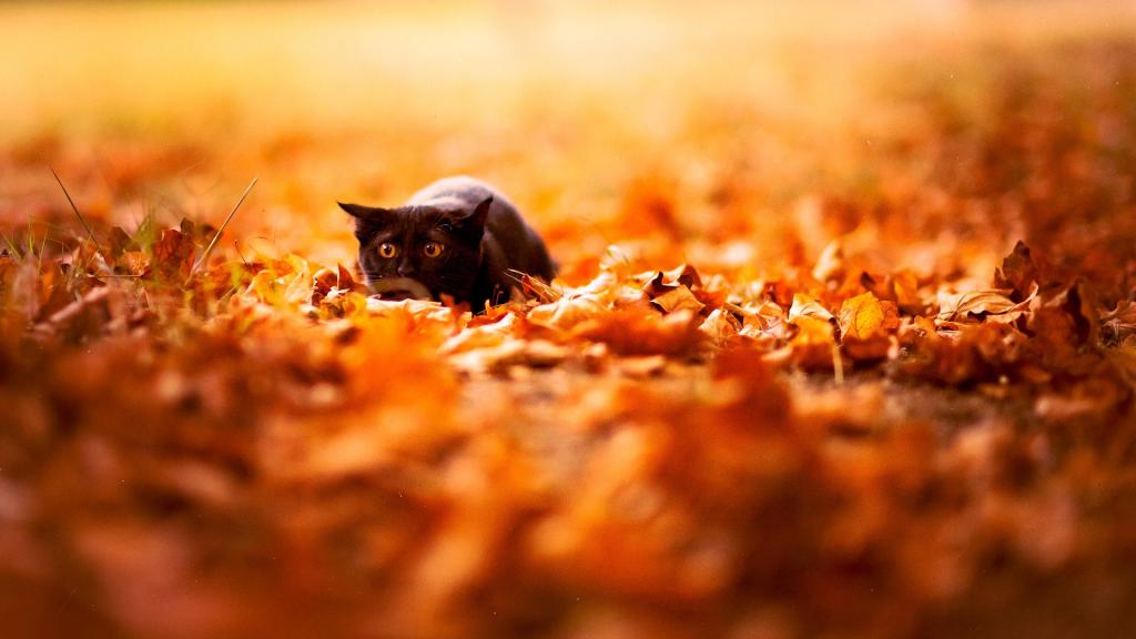 小黑猫在秋天打猎