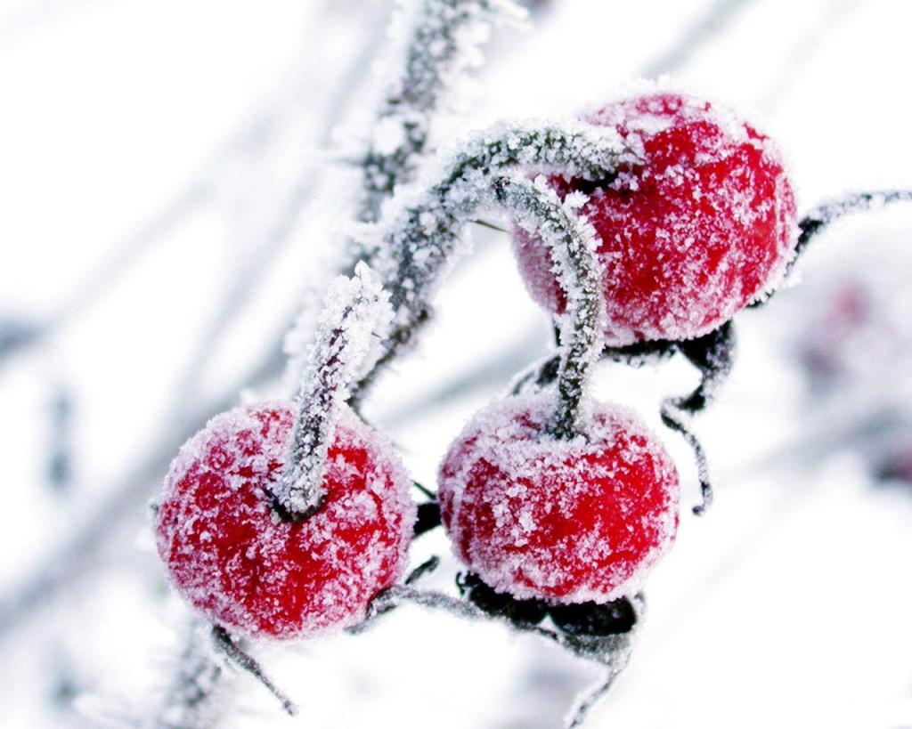 在雪中的红色浆果