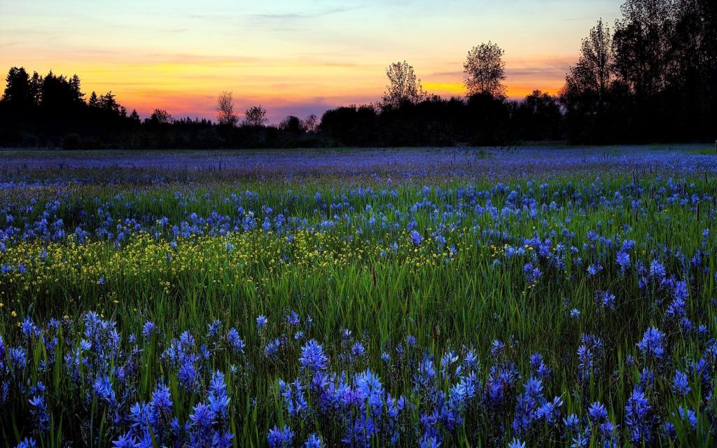 蓝色的花在日出的夏天的领域