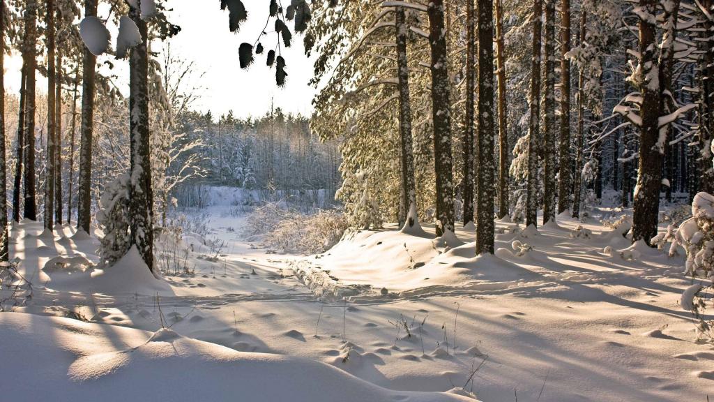 冬季的一天，在森林里