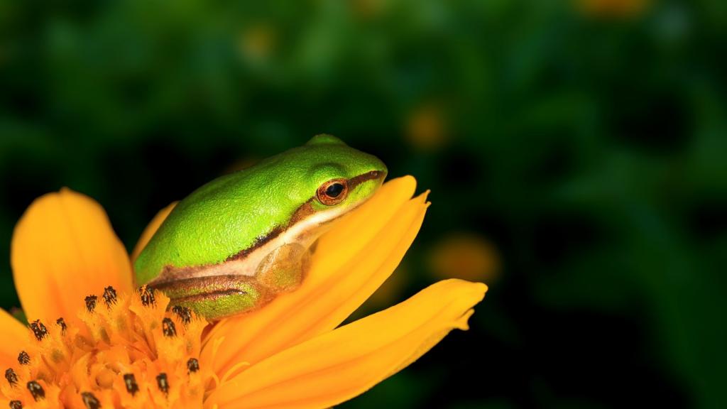 在一朵黄色花的青蛙