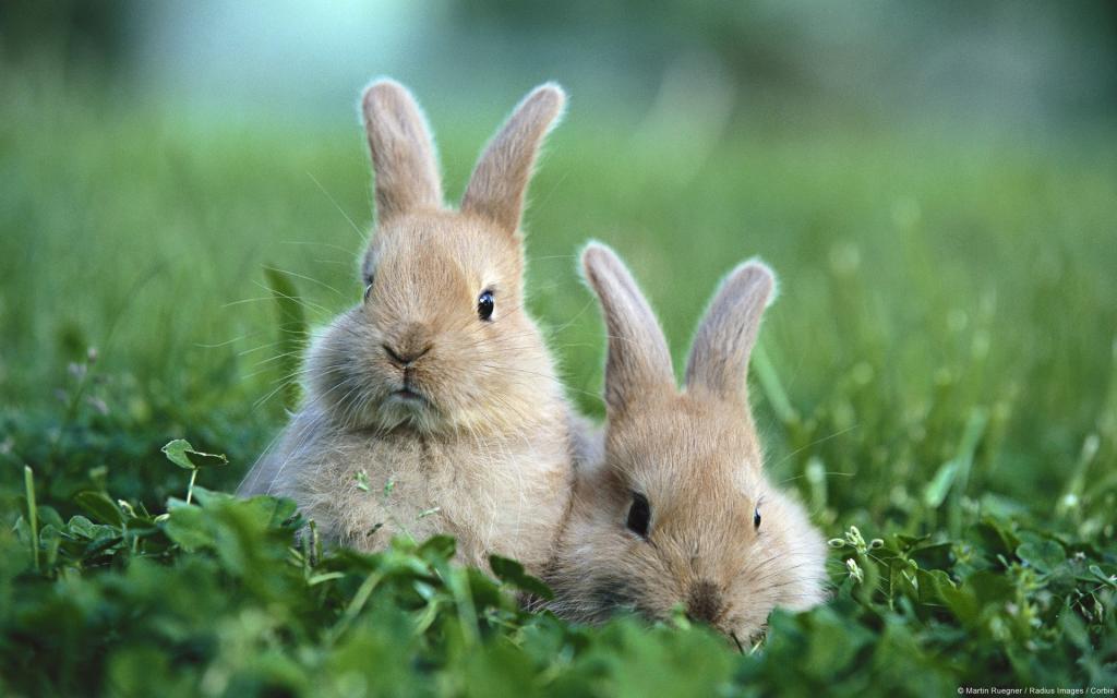 两只有趣的棕色兔子在草地上