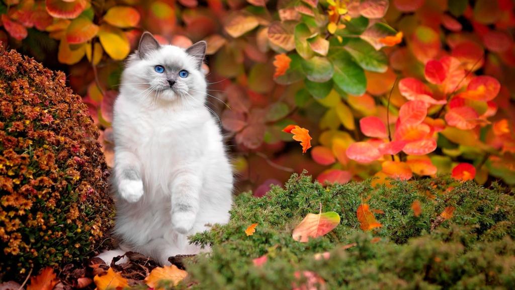 美丽的蓝眼睛的蓬松猫在秋天