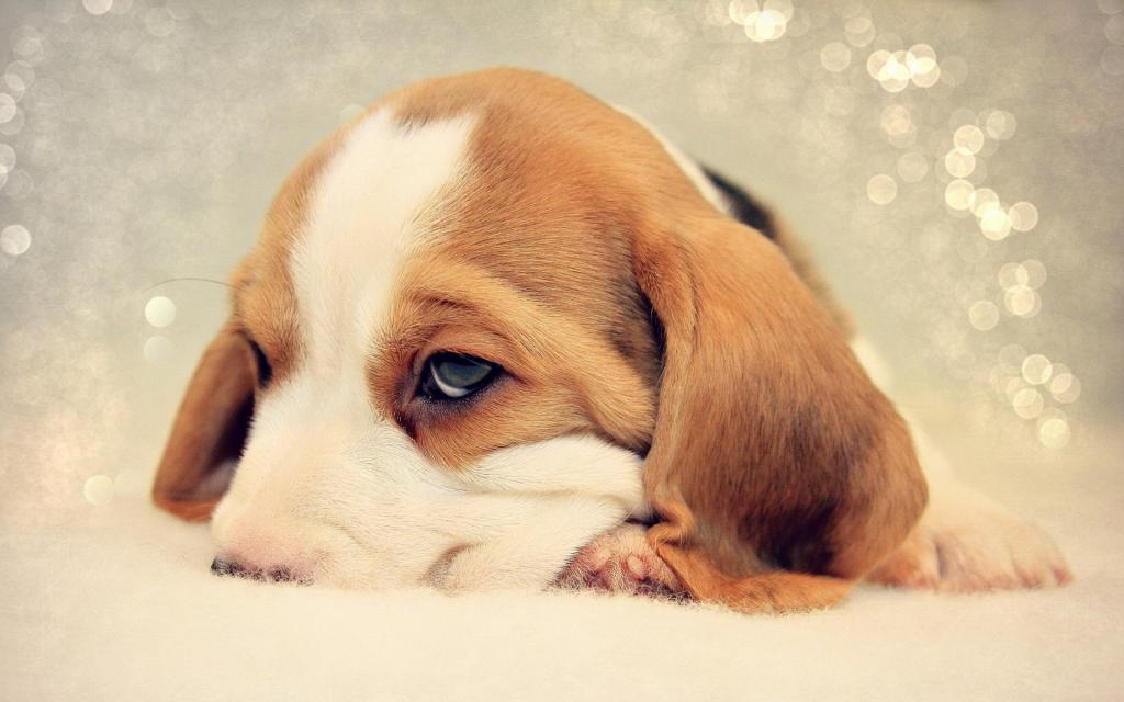 悲伤的小狗比格犬把他的鼻子埋在床上