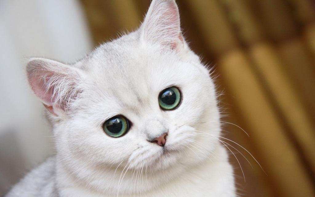 白色小猫
