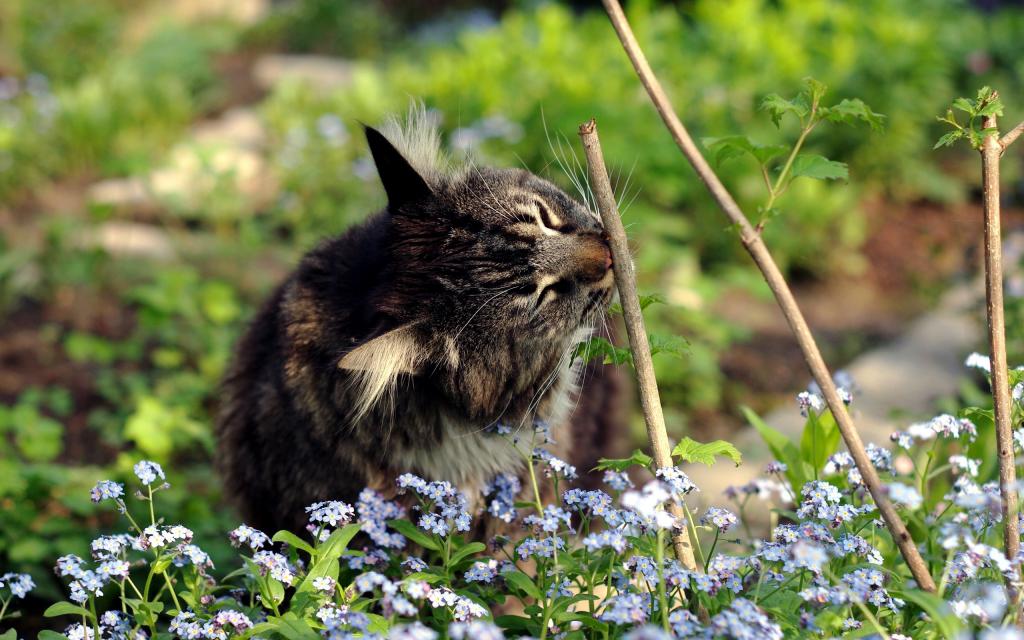 小猫在鲜花中