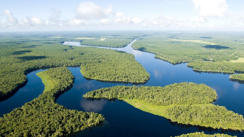 亚马逊河上茂密的森林