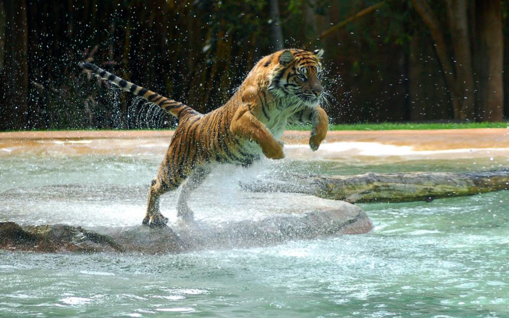 老虎在一个飞跃