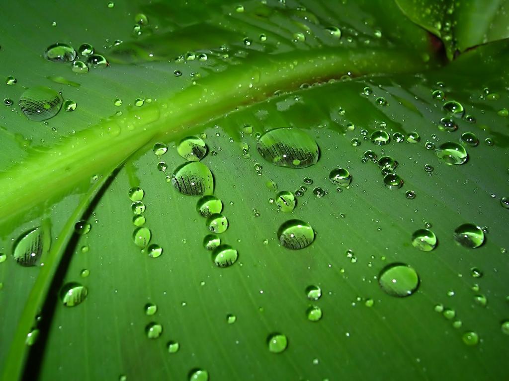 雨滴在绿叶上