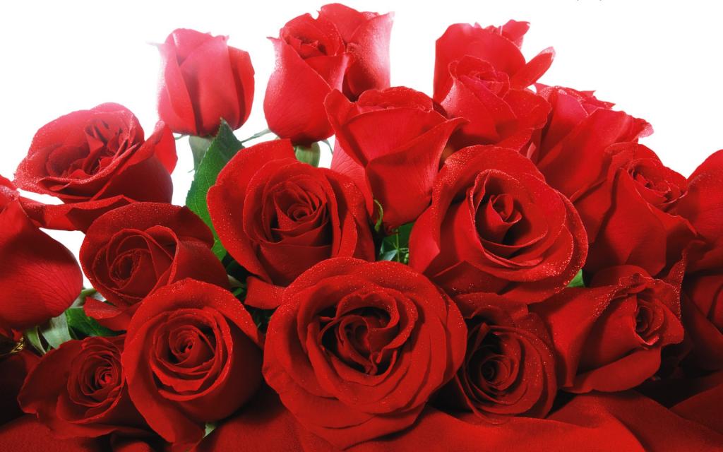 3月8日豪华的红玫瑰花束