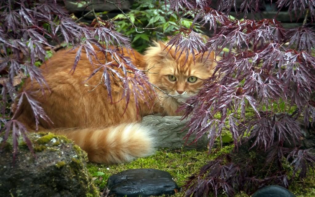 美丽的红猫在植物中