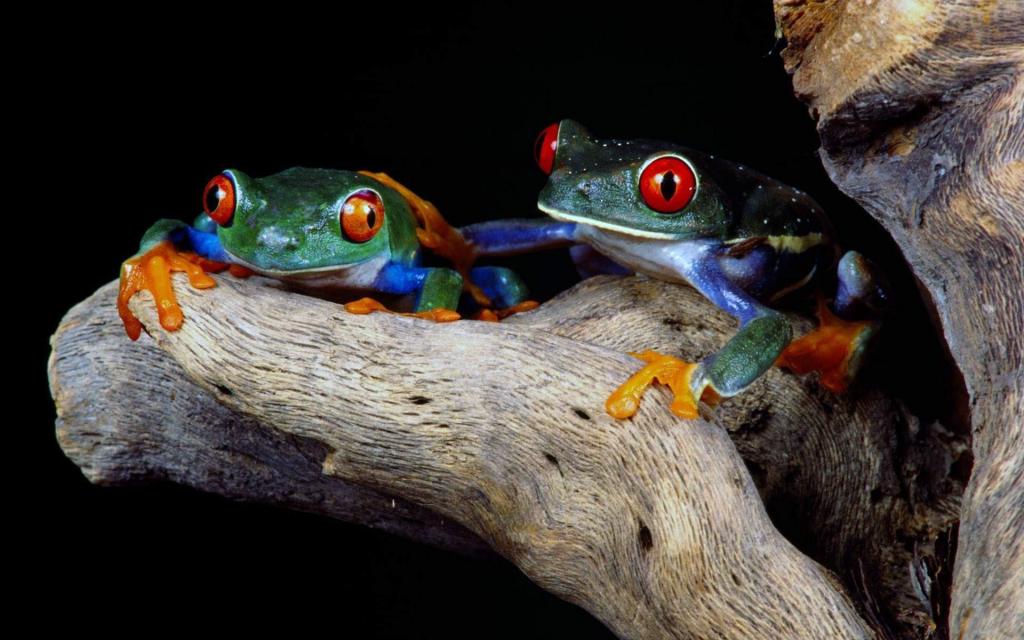 多彩多姿的青蛙，红红的眼睛