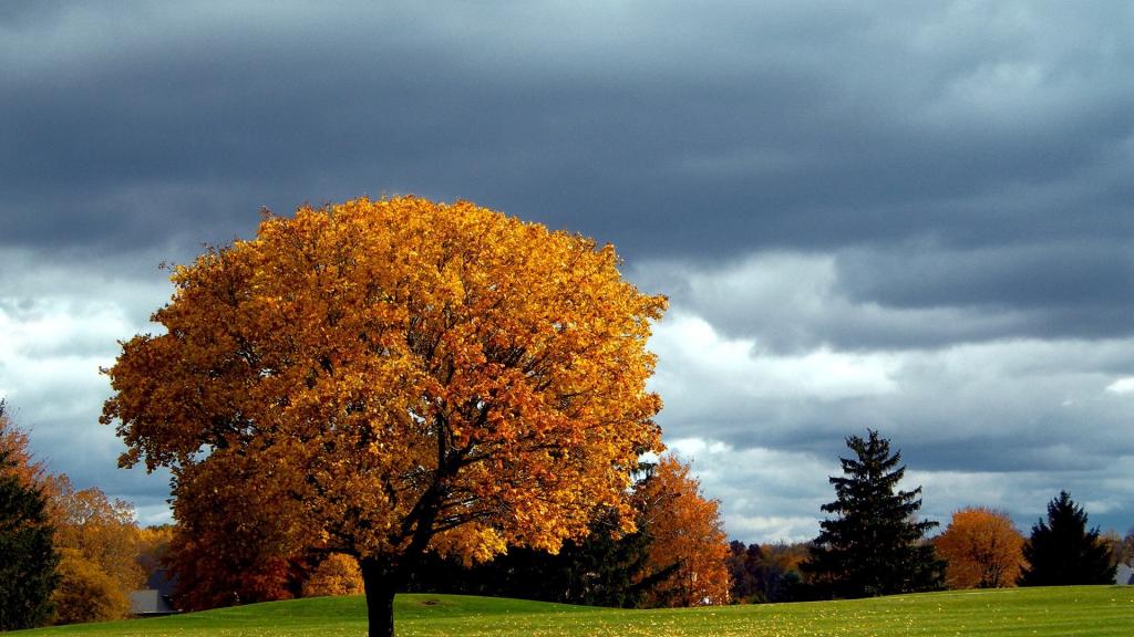在公园的草坪上单独的秋天的树