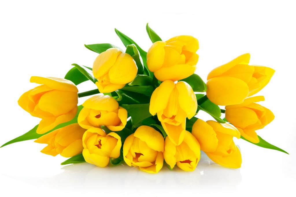 黄色郁金香花束在白色背景的