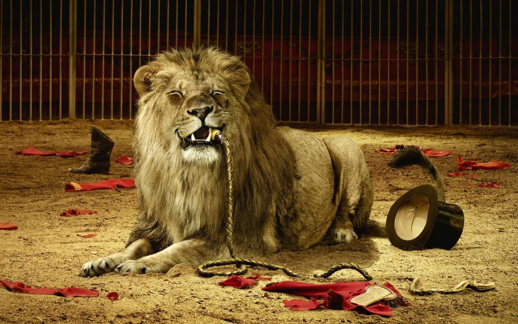 狮子在马戏团
