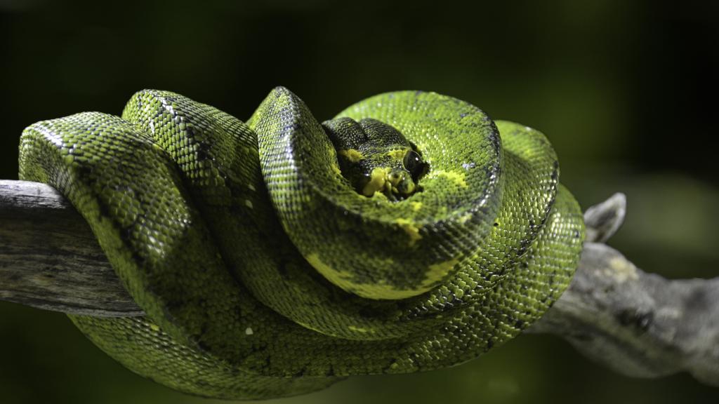 美丽的绿色蟒蛇在树枝上