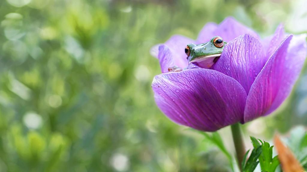 青蛙坐在丁香花里