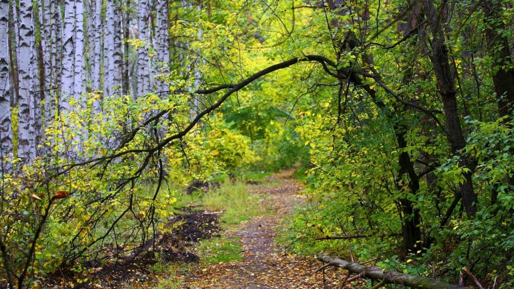 在秋天的白桦林的路径