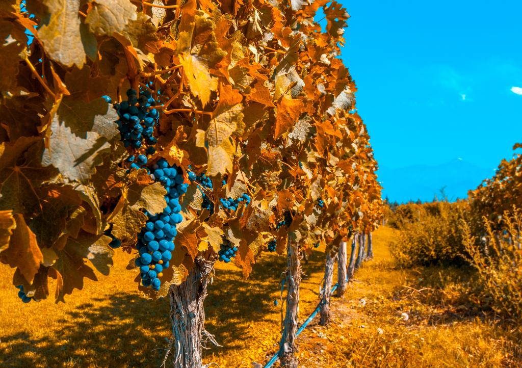 葡萄园用成熟的蓝色葡萄在蓝天下在秋天