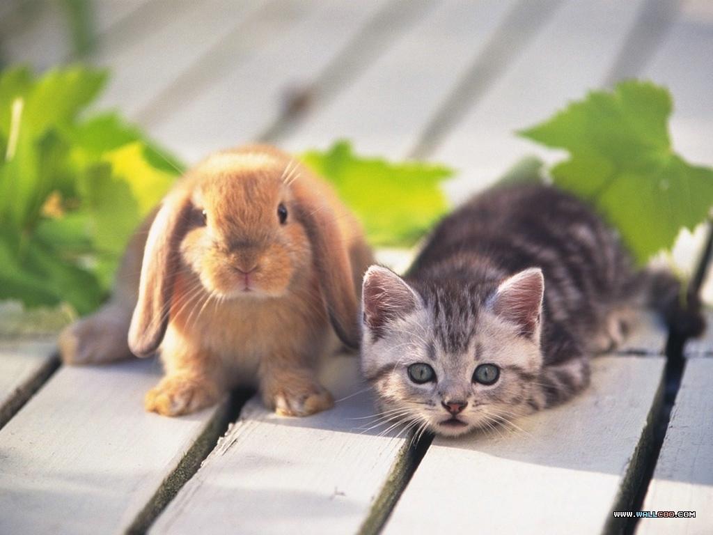 小猫和野兔