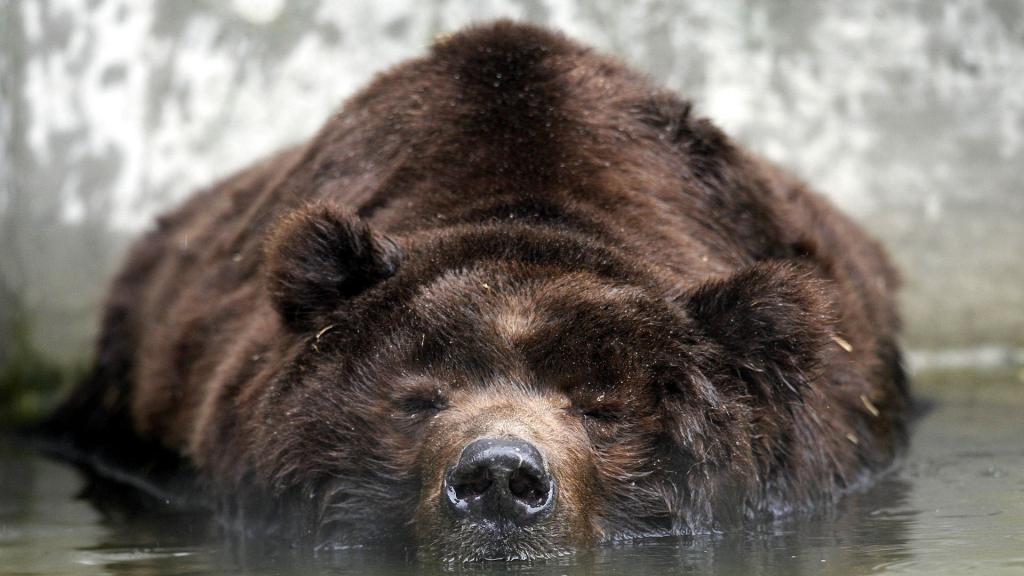 熊躺在水中