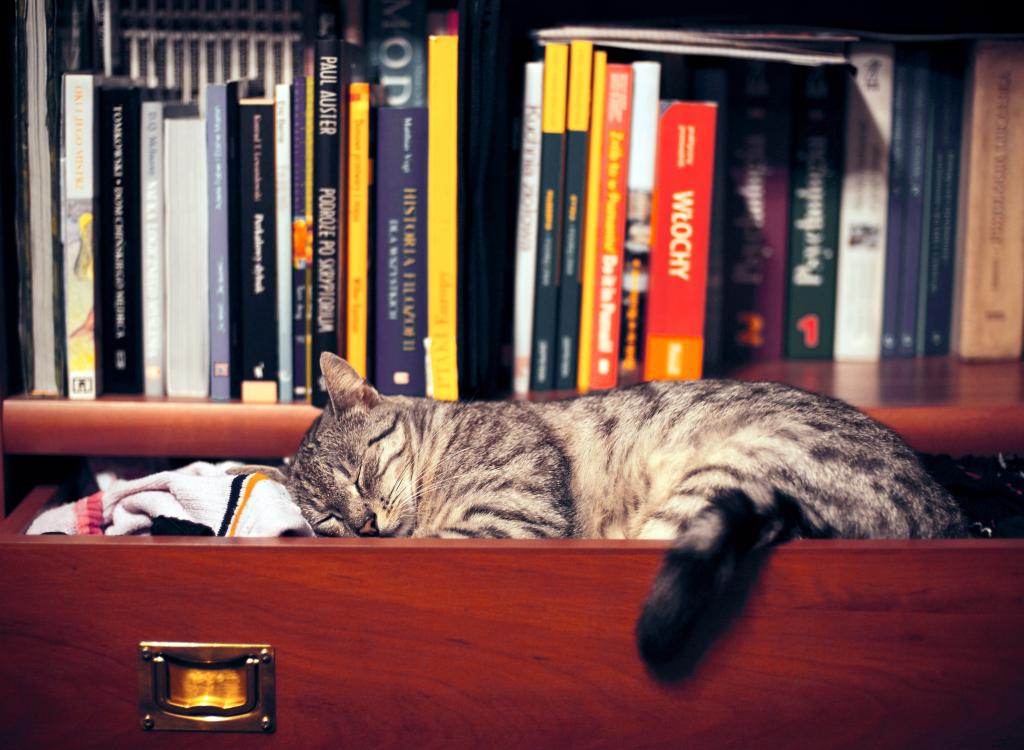 猫睡在衣柜里