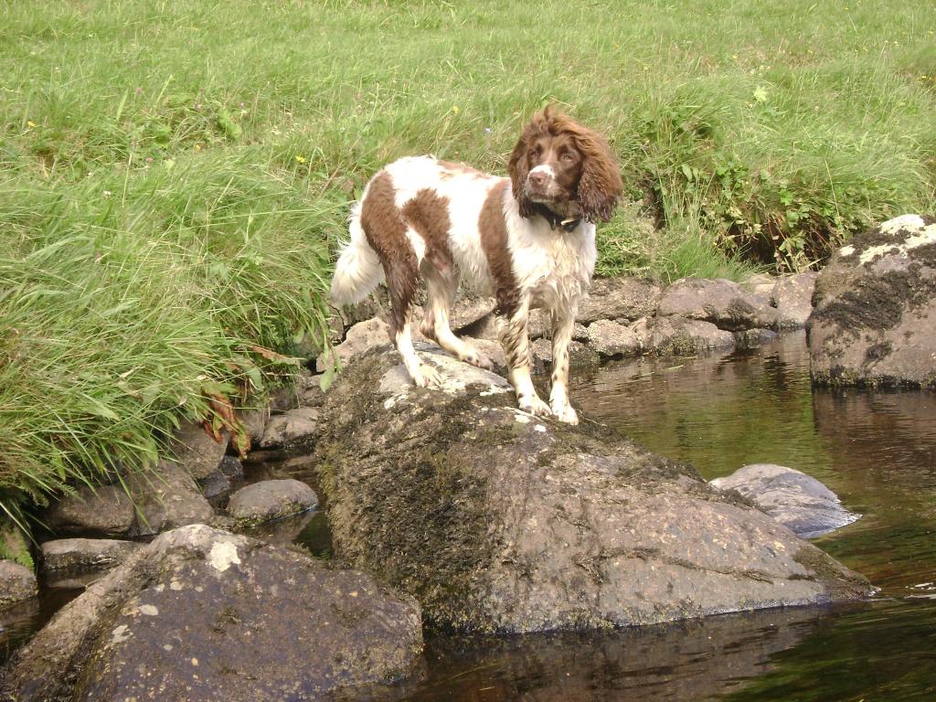 英国史宾格犬在一块石头上