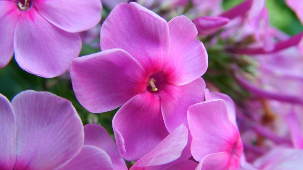 紫罗兰花