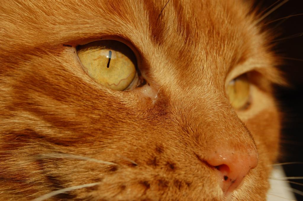 一只红色的猫的黄色的眼睛