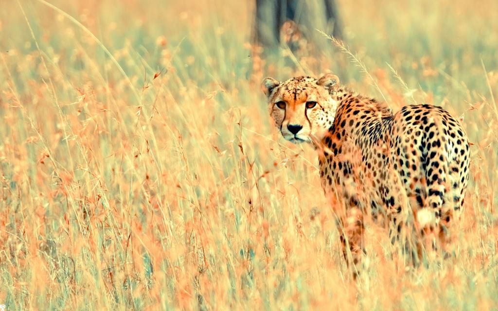 可爱的gepard