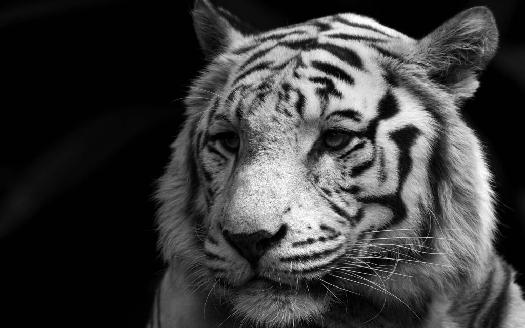 明智的白色老虎