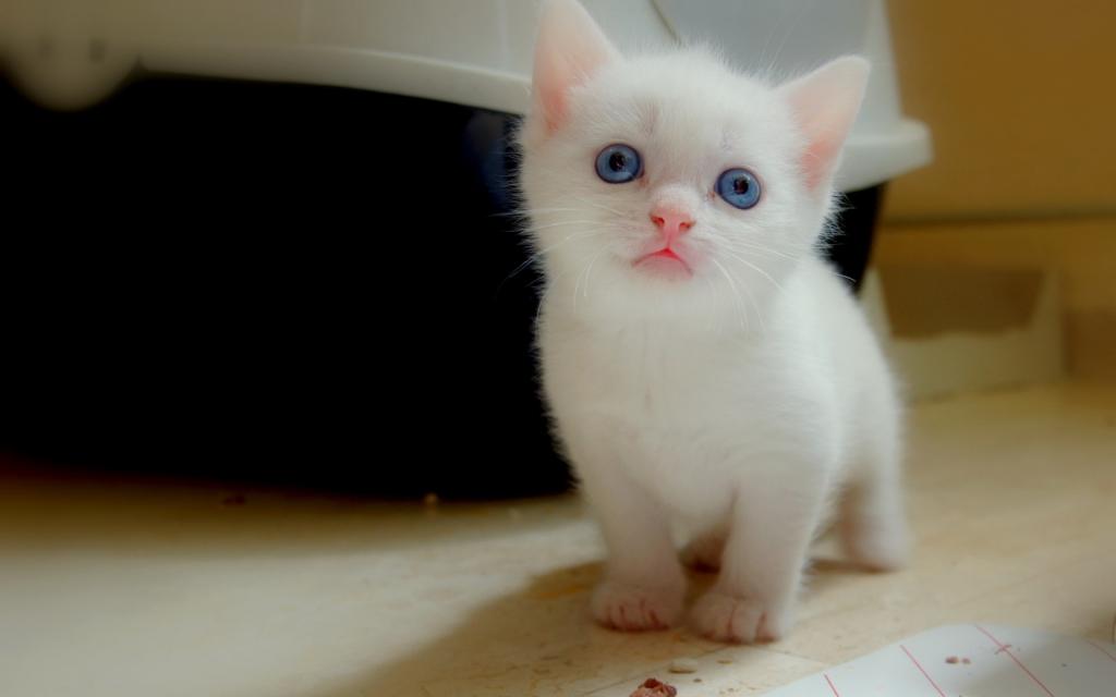 白色的小猫