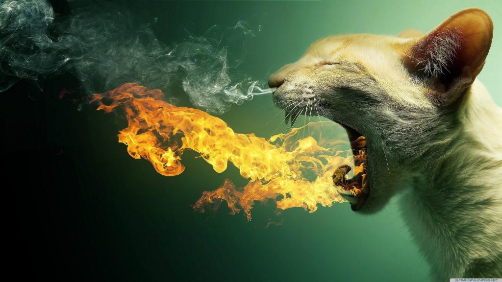 猫吐出火焰