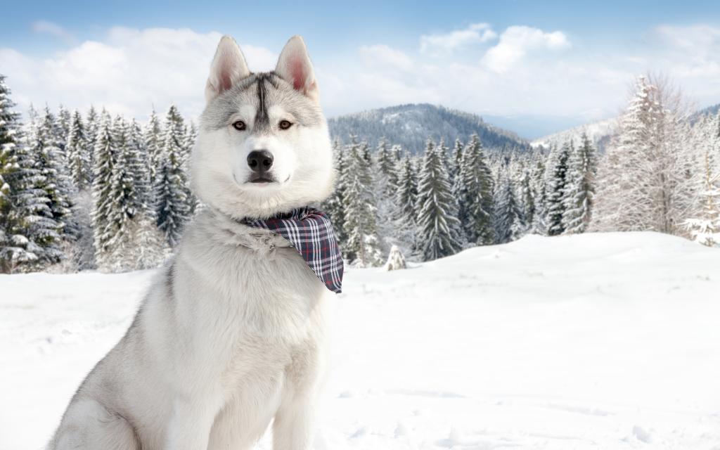 以积雪的自然为背景的阿拉斯加的爱斯基摩狗