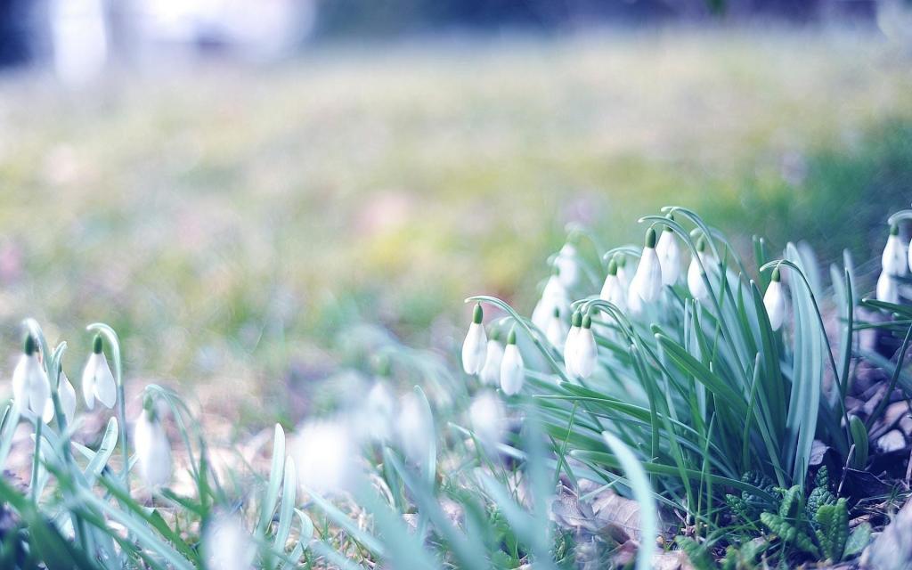 春天的第一场雪花莲