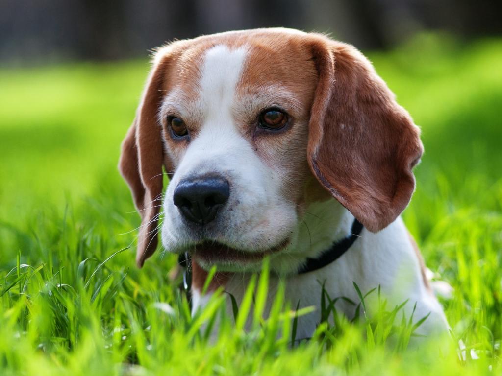 一只可爱的小猎犬狗躲在草地上