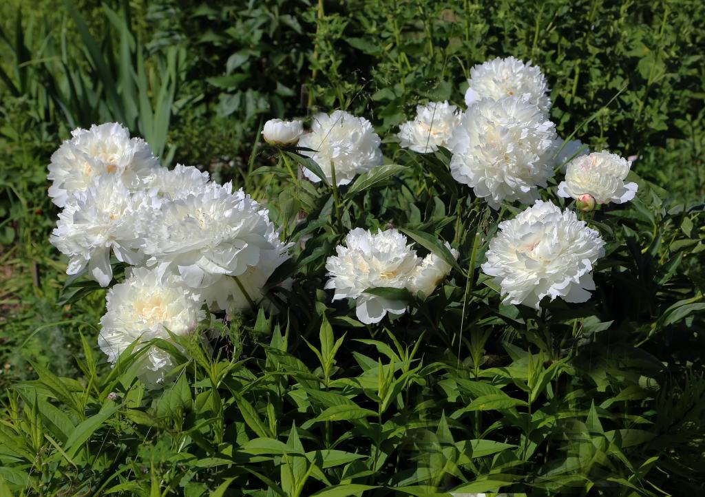 美丽精致的白色牡丹花坛上