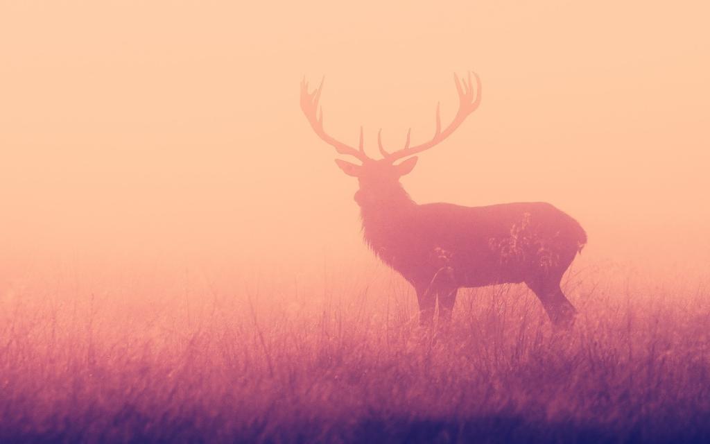 鹿在粉红色的薄雾中