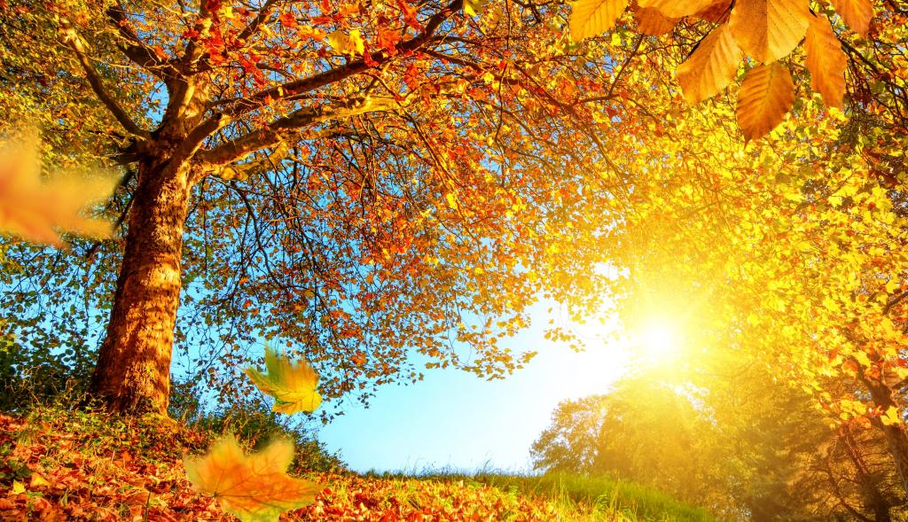 秋天，灿烂的阳光透过树叶的黄叶