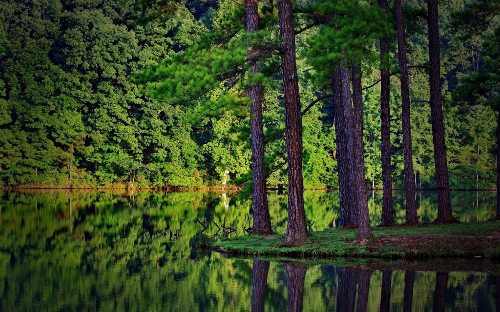 在湖中央的一个小岛上的水附近的松树