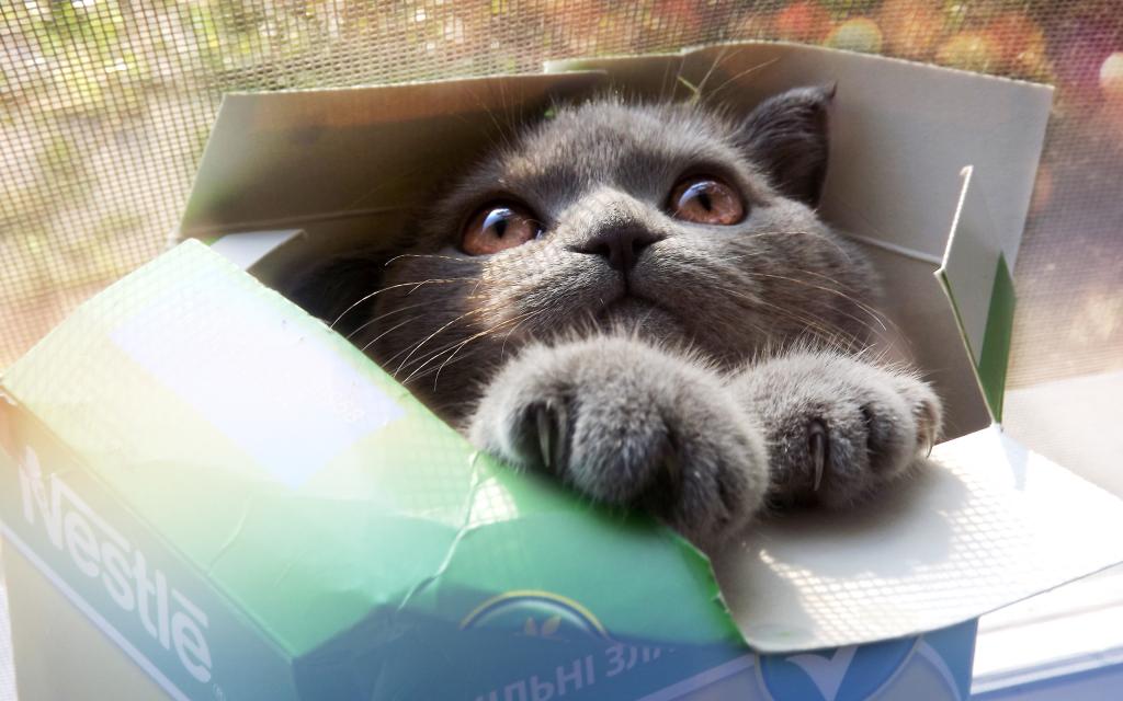 灰色的猫在一个盒子里