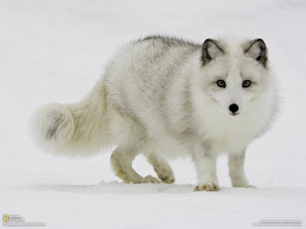 北极狐在雪地上
