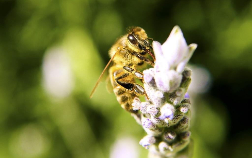 蜜蜂从花里收集蜂蜜