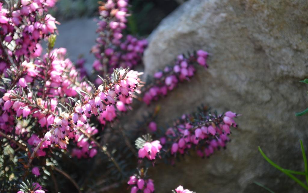 粉红色的花在石头附近的画笔
