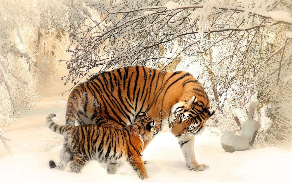 妈妈与一只小老虎在冬天的母老虎