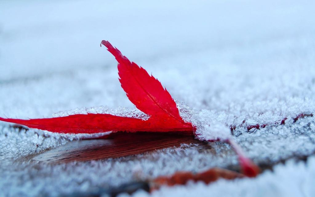 红色的叶子上的雪层