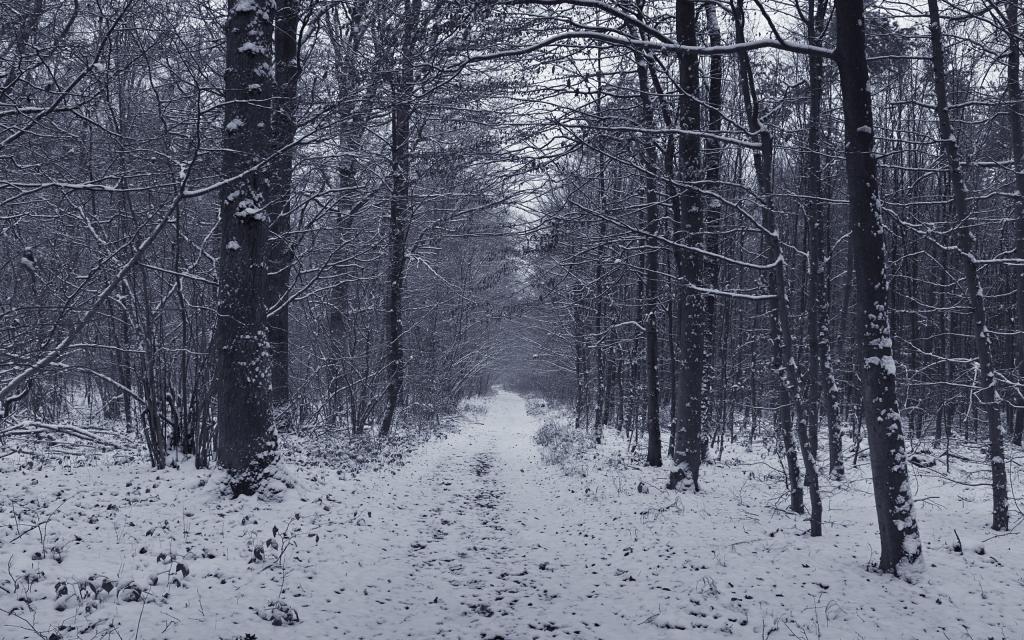 在冬季森林中的路径