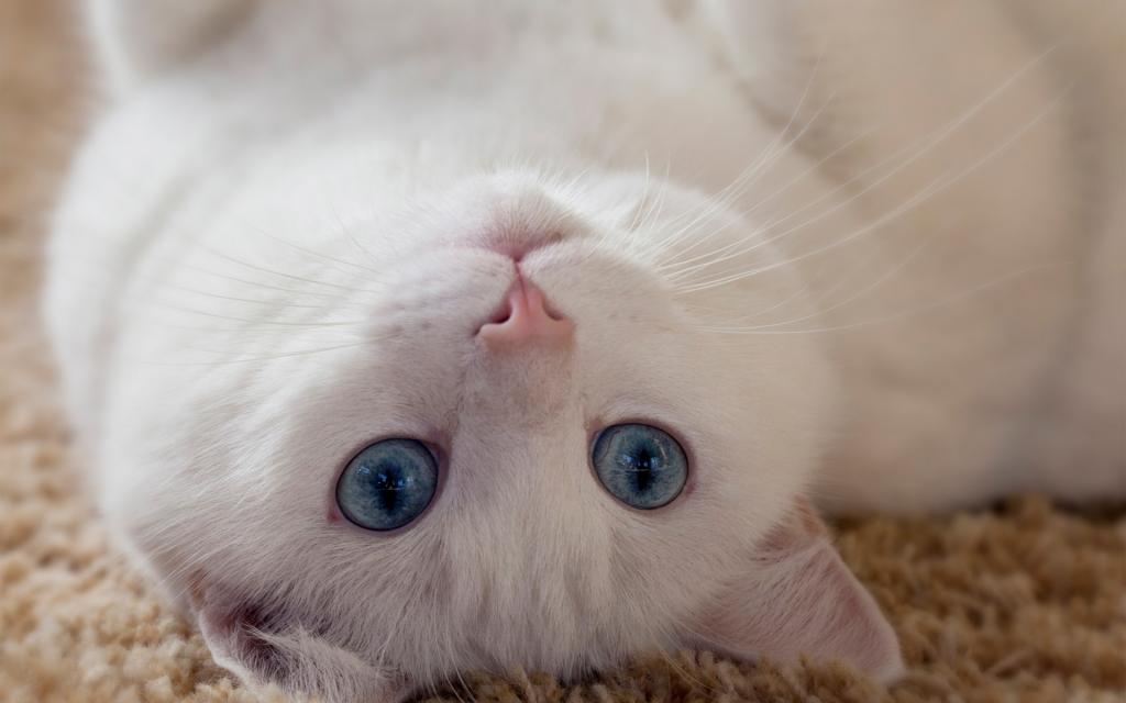 躺在后面的蓝眼睛的白色猫