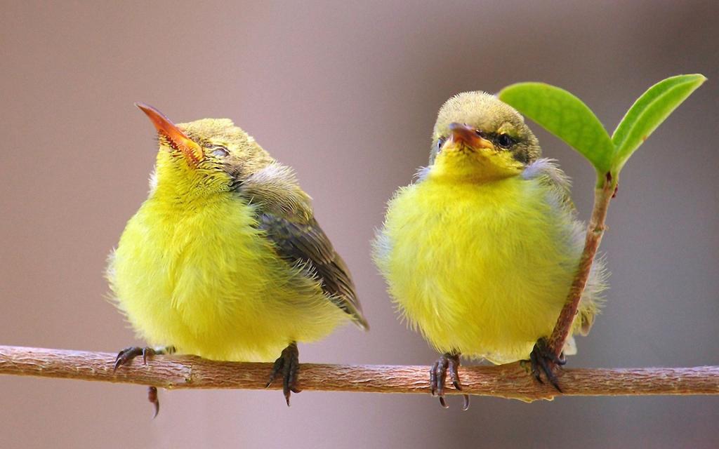 两只骄傲的黄色小鸟