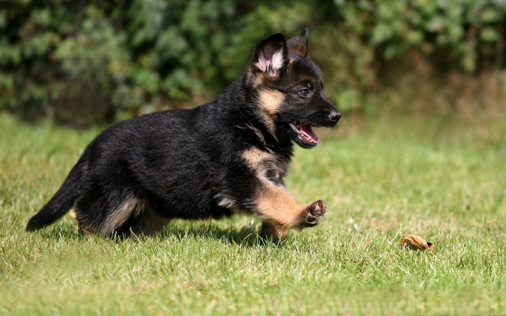 小狗德国牧羊犬在草地上奔跑